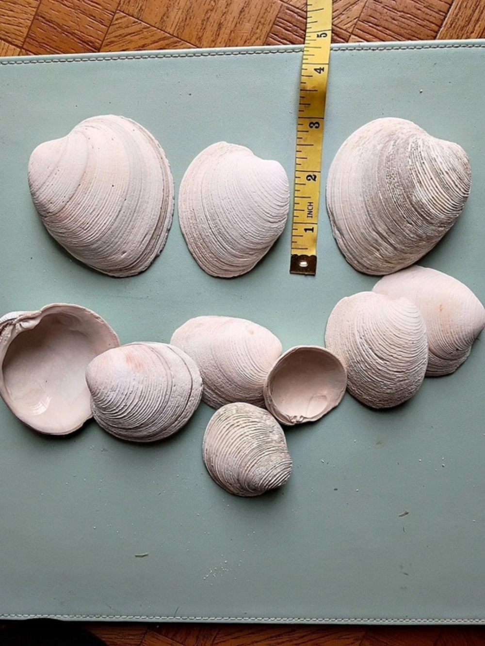 Quahog Clams-shells for crafting